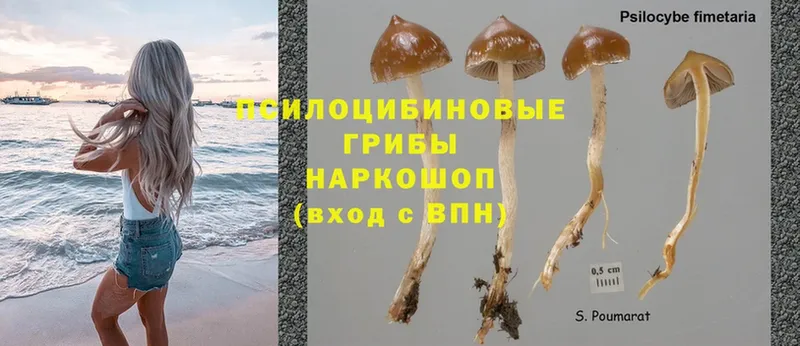 сколько стоит  ОМГ ОМГ ссылки  Псилоцибиновые грибы Cubensis  Жиздра 